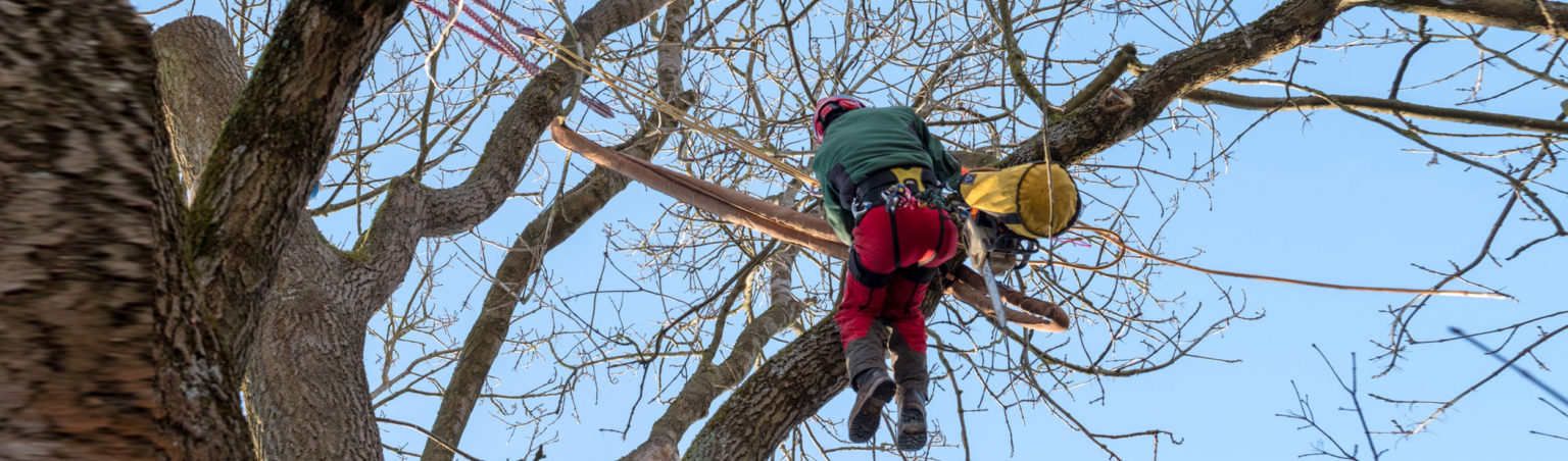 baumpflege-muenchen-baum-faellen-bayern-01-1536x452