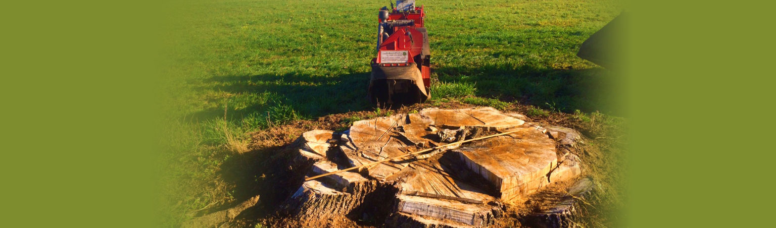 wurzelstockfraesung-muenchen-baum-faellen-bayern-01-1536x452